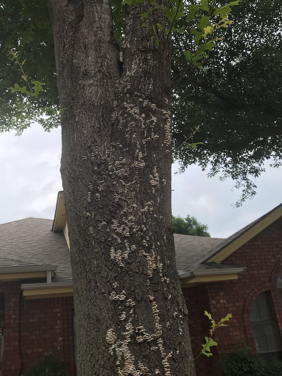 Happy Friday (05/31/23)! Photos from CEA Bill H. This is one of several inquiries along the same thread.  Fungi on trees.  Current weather conditions is conducive for fruiting bodies. More about this at tx.ag/IgTPDDL -KO @txplantdr
 #Schizophyllumcommune #treerot