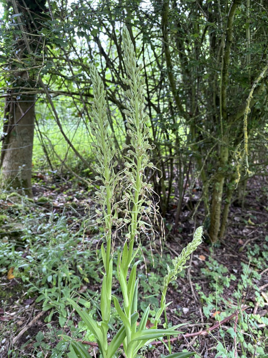 Huntingdonshire Fauna & Flora Society tweet media