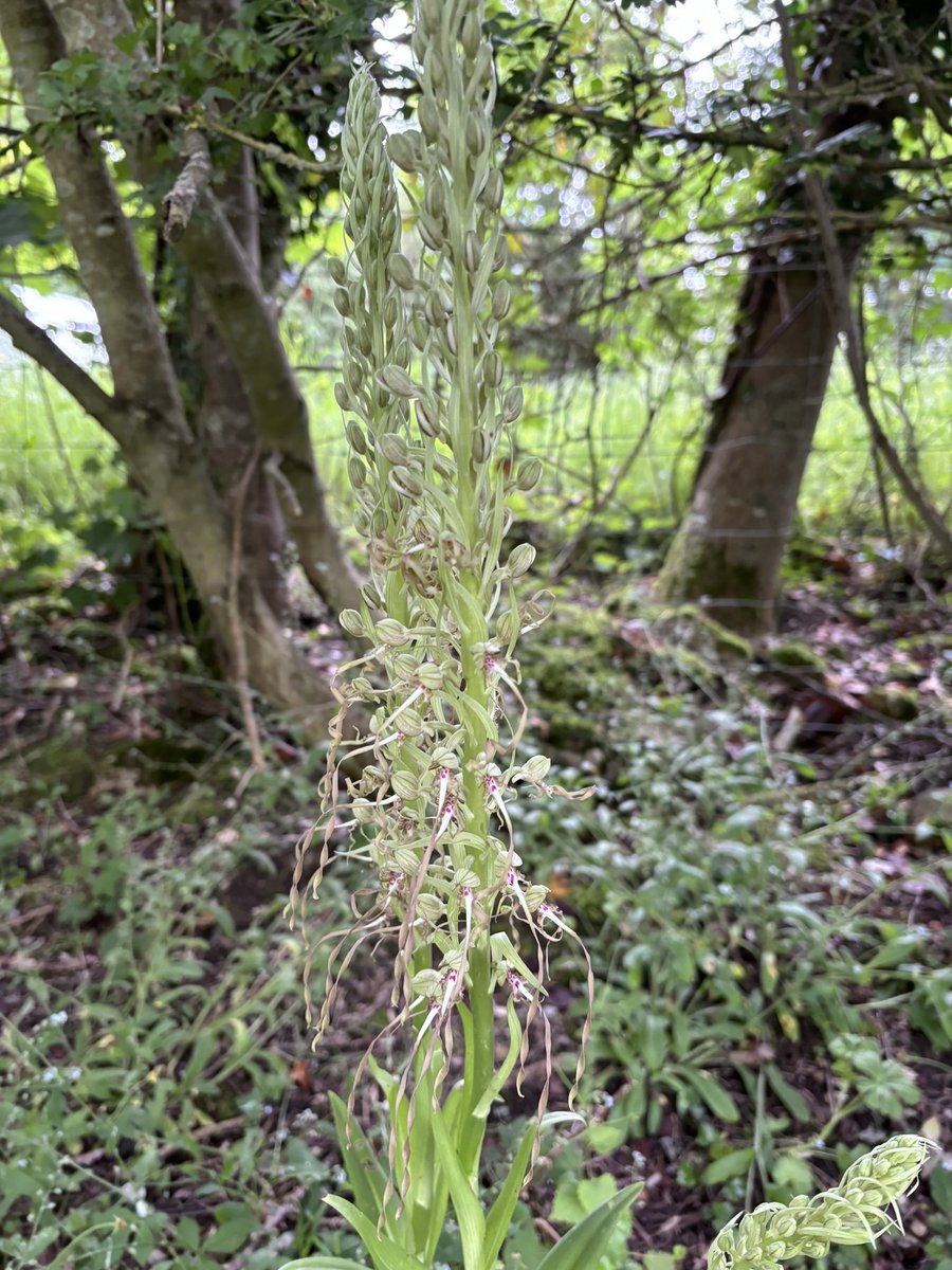 Huntingdonshire Fauna & Flora Society tweet media