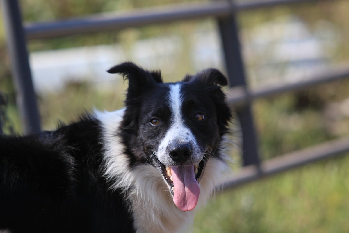 Do you have a farm dog that is worthy of recognition? Nominations are now open for the 2025 Farm Dog of the Year Contest, co-sponsored by Nestlé Purina PetCare! Learn more about the contest at the link below. #NCAgriculture Read more: loom.ly/BjI-U1A