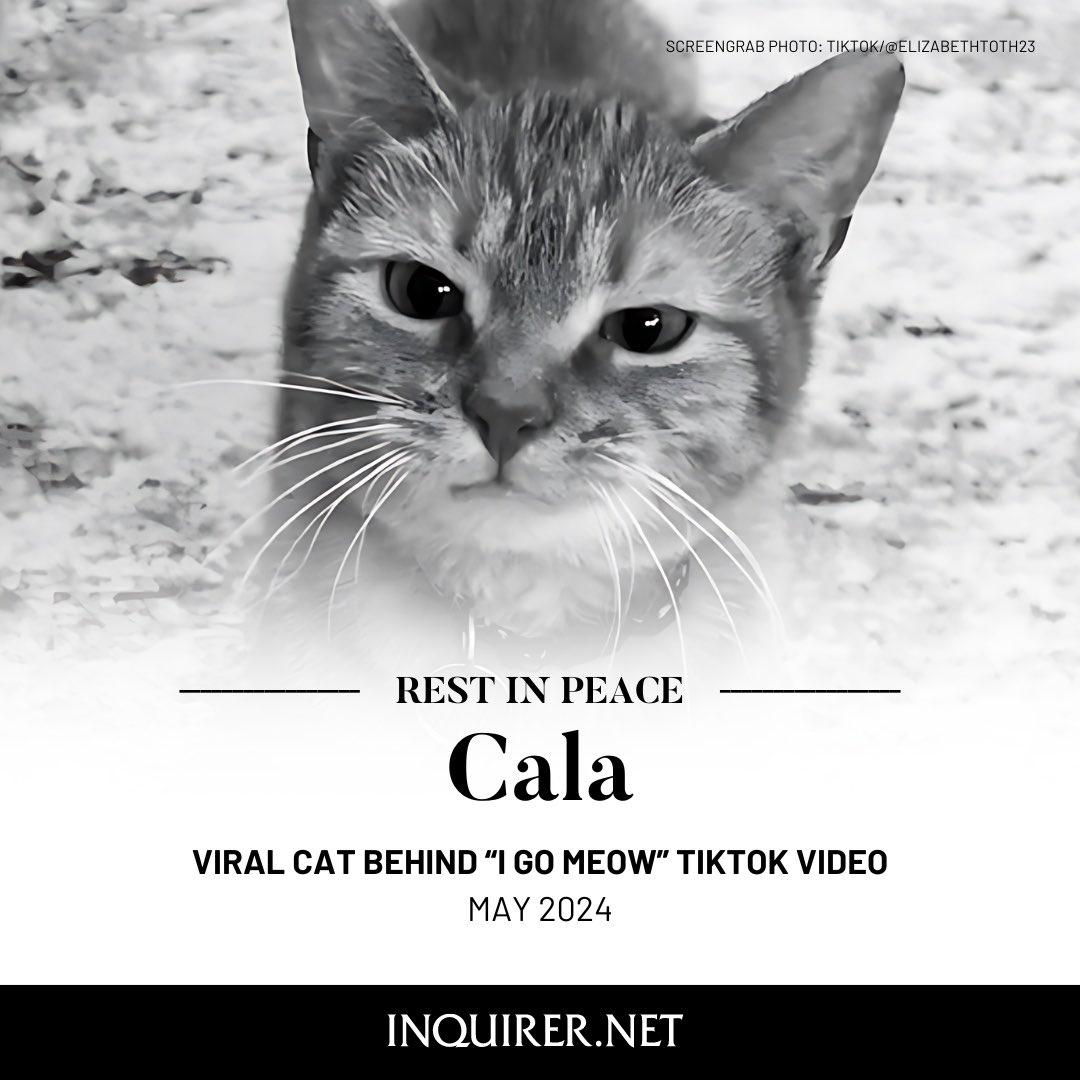 flyingawxy's tweet photo. rest in peace Cala, the cat (the one in that viral tiktok, I go mow song) I hope you’re chasing balls on the rainbow bridge with all of your new friends. thanks for bringing so much light to the world with your beautiful singing. I love you (guys seriously I’m v upset🩷) https://t.co/fO5FbWO5la