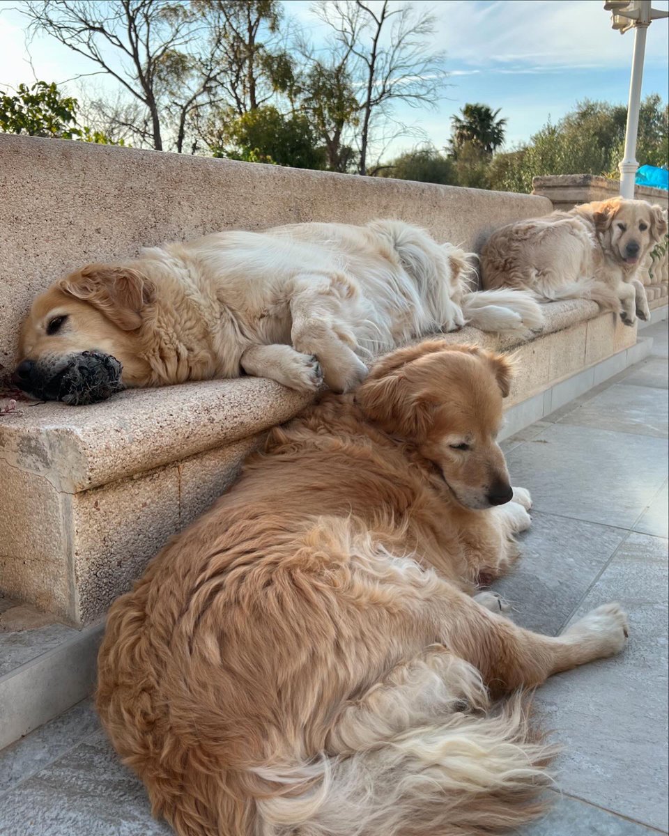 #Love #goldenretriever