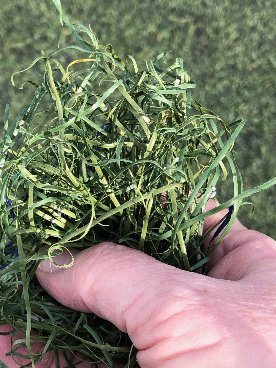 DMDW01's tweet photo. #1 - STOP installing ALL #plastic #ToxicTurf!  STOP #PFAS, #Phthalates, #Microplastics, plastic waste!! @MSUNatSci @MSU_Athletics @MSU_Football @MichiganEGLE @CaliforniaDTSC @casendems @AsmDems @TheCACoast @CityofSanDiego @aneguet77 https://t.co/ertjeKClvg https://t.co/ZaMNwa24Zi