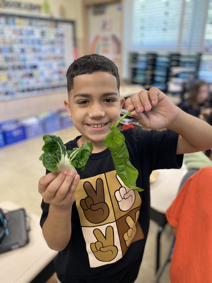 Carey Domena (@carey823) on Twitter photo It was harvesting day! Lettuce, bok choy & spinach! Yum! Veggies taste even better when you grow them yourself! <a href="/dimoore7/">Diana Moore</a> It was harvesting day! Lettuce, bok choy & spinach! Yum! Veggies taste even better when you grow them yourself! <a href="/dimoore7/">Diana Moore</a>
