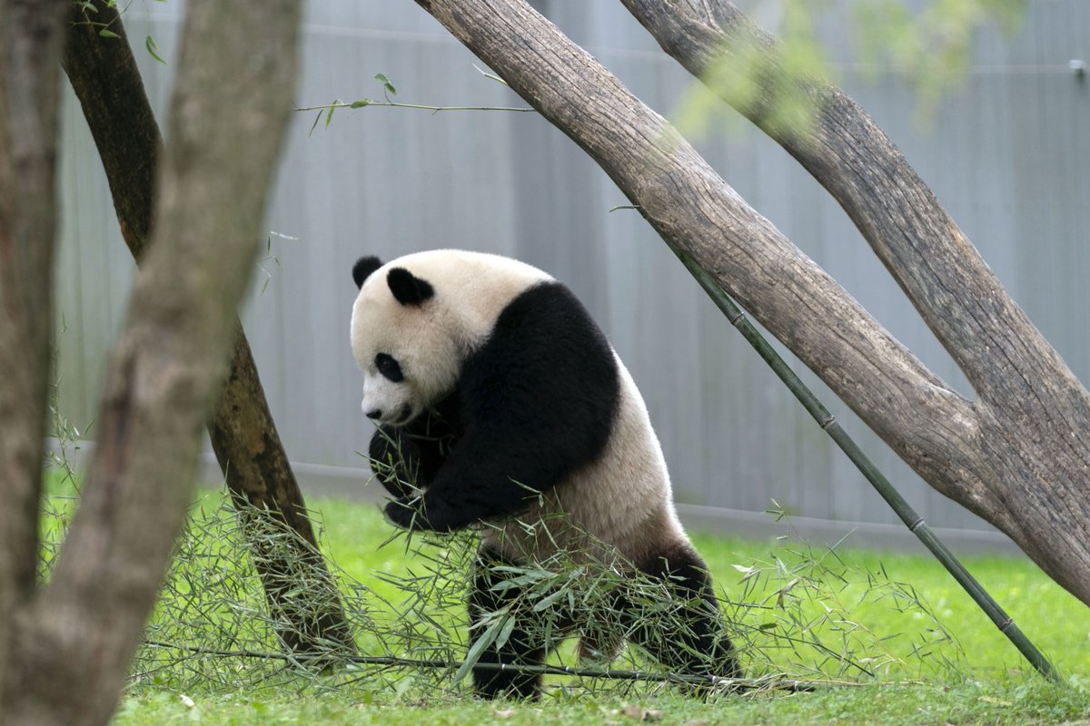 🔗 China y Estados Unidos reanudan la diplomacia del panda con el envío de dos osos a Washington bityl.co/QFt7