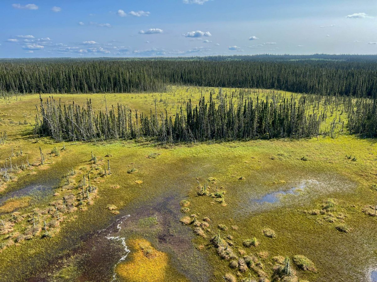 🎦🍿🎉 In celebration of World Peatlands Day, we're launching a new 4-part video series about vital role of boreal peatlands as terrestrial carbon reservoirs for the planet 🎦🍿 🎉
Learn more at: loom.ly/Z74vug4
#PeatTwitter #WorldPeatlandsDay #CanadianEnvironmentWeek