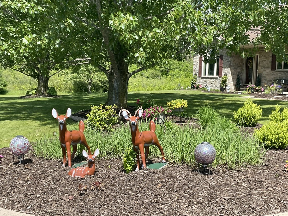 curioussteve6's tweet photo. Everything is now planted so…..it’s time to just get growing! https://t.co/o1LBCE3zpx