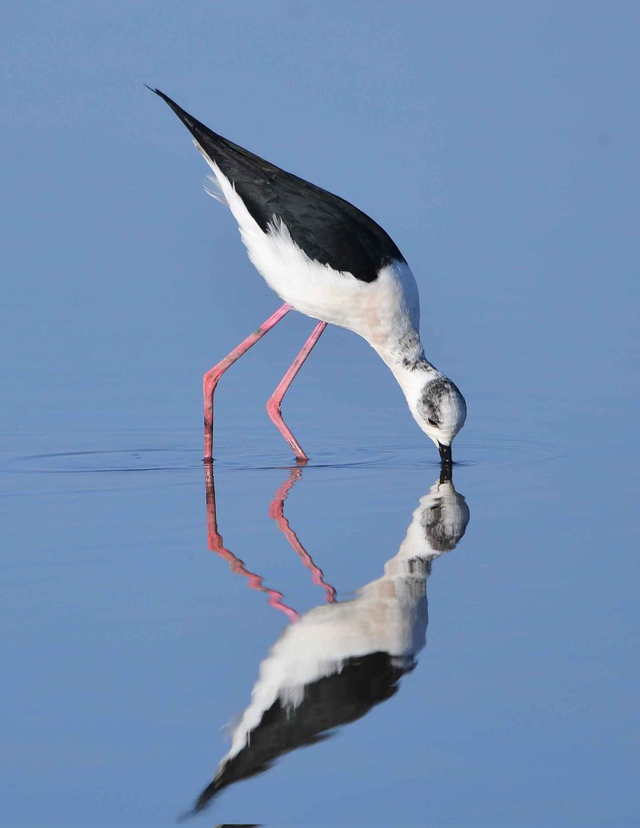 Is that me? A black-winged stilt and its reflection in the calm waters of the Algarve.