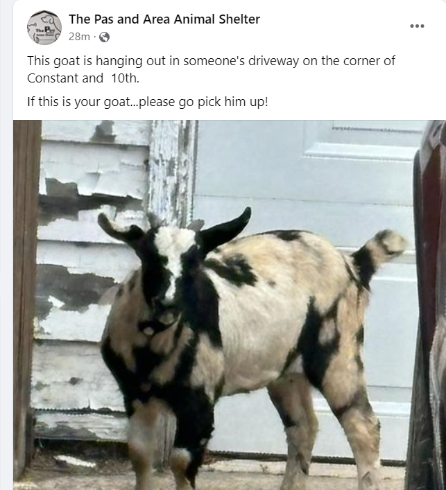AlMclauchlan123's tweet image. Only in #ThePas in northern Manitoba! Stray Goats running around! Is there a new job opening- Municipal Goat Herder! @MurphTWN @KMacTWN