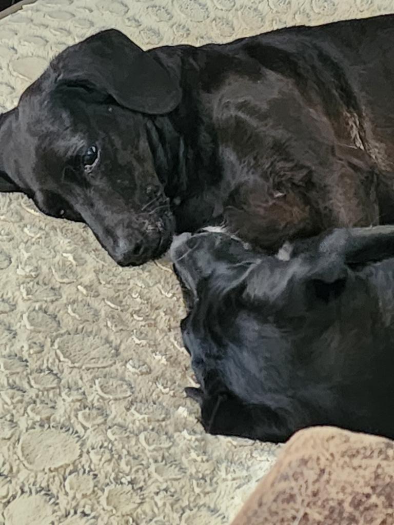 deannetanksley's tweet photo. No worries from these two. #TanksleyThunderingHerd #DaniD #Yoka https://t.co/Gd3SwlxRsq