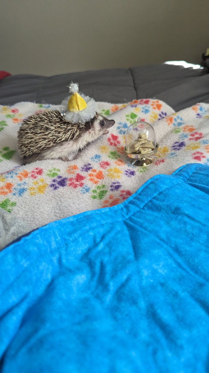 loganjm2's tweet image. No balloons on his page because he doesn't have social media 😅. Happy 4th Birthday Paddy! Mama Loves you 🥰😘 #hedgiemom #hedgehogsoftwitter #nocturnalanimals #geminigang #sirpadfootblackiii
