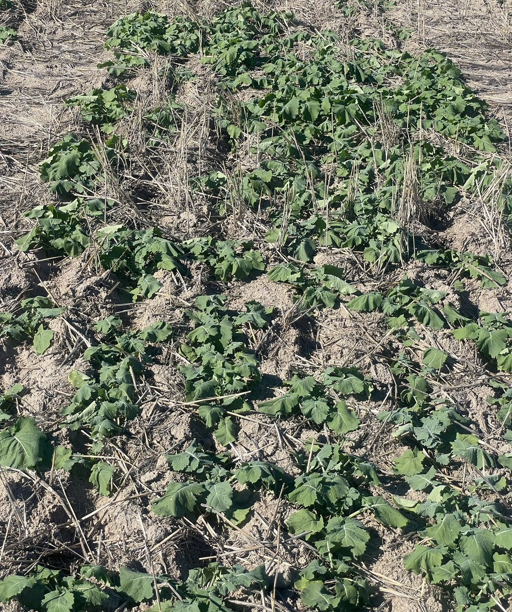 Interesting differences emerging in the <a href="/GRDCWest/">GRDC West</a> Canola Establishment.  Interactions between depth and press wheel pressure.