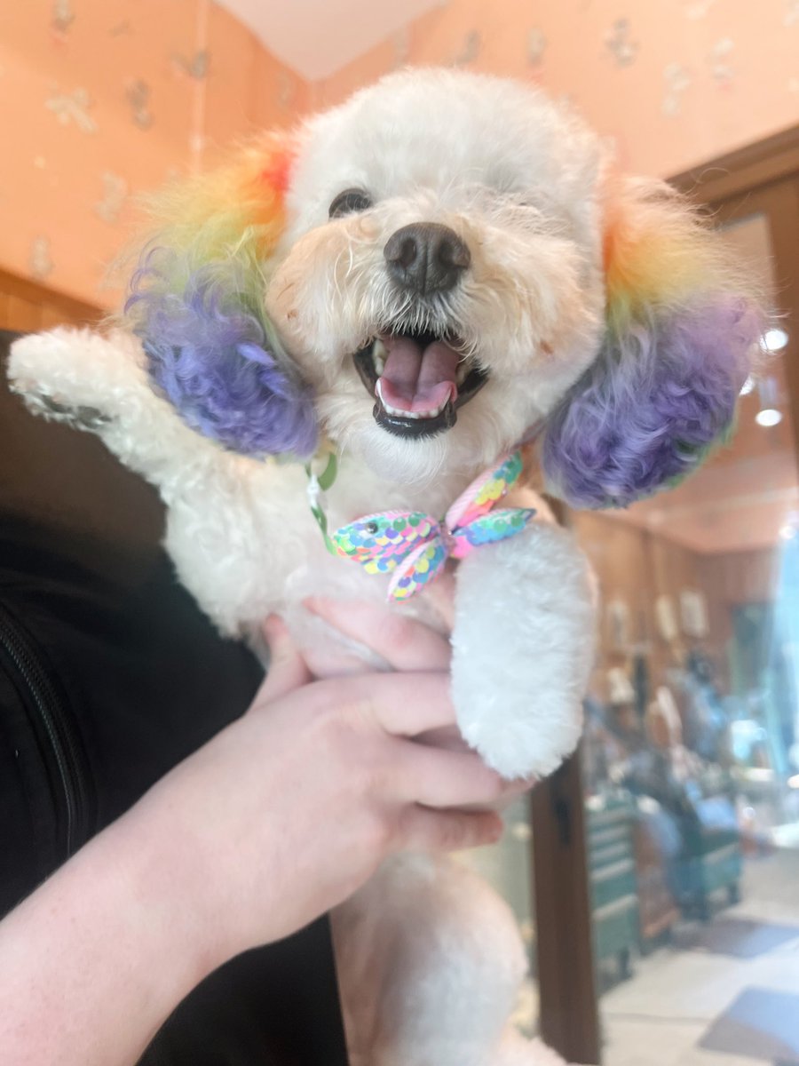 Stevie wants you to know that she’s an ally, love is love (she wants pats from everybody) and she’s ready for pride 🌈🐶