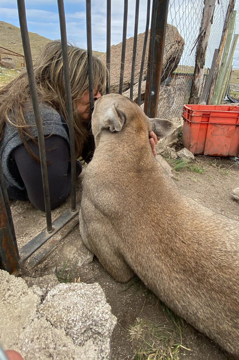 andyferreyra's tweet photo. 🔴Situación casi terminal del Proyecto Carayá en Córdoba, el refugio que se dedica al rescate, rehabilitación y conservación de primates y pumas: "Nunca nos pasó de no poder comprar comida para los animales".

Conmovedora publicación de Alejandra Juárez, directora general de la ONG:

¿CÓMO SE LLEGA A UNA SITUACION ASÍ EN SÓLO TRES MESES?

Nuestro centro se autofinanció estos últimos años con las visitas no invasivas de públicos, con donantes y con voluntarios extranjeros.
Nunca nos pasó esto de no poder comprar comida, ni siquiera en pandemia.
Nunca nos sobró el dinero pero tampoco había lujos, los proveedores siempre cobraban, pero desde hace ya dos semanas la situación fue empeorando hasta que pedí ayuda.

Esto no es una "actividad" que puedo decir 'nos fundimos y cierro las puertas'. Es no tener salida.
Hoy puedo decir que gracias a las donaciones los animales comieron.

AGRADEZCO DE CORAZÓN A LA GENTE QUE NOS DONÓ, LO QUE NOS AYUDÓ A COMPRAR PARA ESTA SEMANA QUE PASÓ LOS ALIMENTOS PARA: los 222 primates (180 monos carayas y 42 monos capuchinos), para 22 pumas, 4 zorros y 3 gatos del montés.

TAMBIÉN AGRADEZCO A LOS PROVEEDORES POR EL AGUANTE, Y A LA CHICAS Y GERMÁN QUE TRABAJAN AQUÍ POR EL AGUANTE Y LAS GARRAS QUE PONEN; A MI HIJA QUE SOLITA Y CON MUCHA GARRA TERMINÓ HACIENDO LOS RECINTOS, AUNQUE FALTAN.

Y A OTRA DE MIS HIJAS QUIEN ERA LA QUE FUE DICIENDO O AVISANDO: "MA, AHORA PODEMOS COMPRAR LA CARNE U OTRA COSA".
Y ASÍ ESTAN PASANDO NUESTROS DÍAS.

AHORA A PENSAR EN LA PRÓXIMA SEMANA Y POR ESO VOY A SER NUEVAMENTE "CARADURA", PORQUE ASÍ ME SIENTO EN REALIDAD Y PONGO LOS DATOS DE NUESTRA CUENTA.

Y ESTO DEBE TENER UNA SOLUCIÓN!!!
YA DESDE EL GOBIERNO PROVINCIAL Y EL BIOPARQUE MUNICIPAL DE CÓRDOBA ESTÁN VIENDO LA MANERA DE AYUDARNOS, PERO ESO TAMBIÉN LLEVA TIEMPO Y LOS ANIMALES NO PUEDEN ESPERAR , NI TAMPOCO LES PUEDO EXPLICAR...

QUE DIOS NOS AYUDE!!!! Y PIDO DISCULPAS NUEVAMENTE.

👉Para donaciones mensuales o una vez por tarjeta de crédito o débito:
https://t.co/cjYGdLEsYy

👉Cuenta Bancaria
CBU: 0720242320000000495518
Titular: Asoc.lacons.prot.ymej.dezoo
Banco: Santander Rio

👉Cuenta Mercado Pago
CVU: 0000003100057911115596
Mail: info@proyectocaraya.com