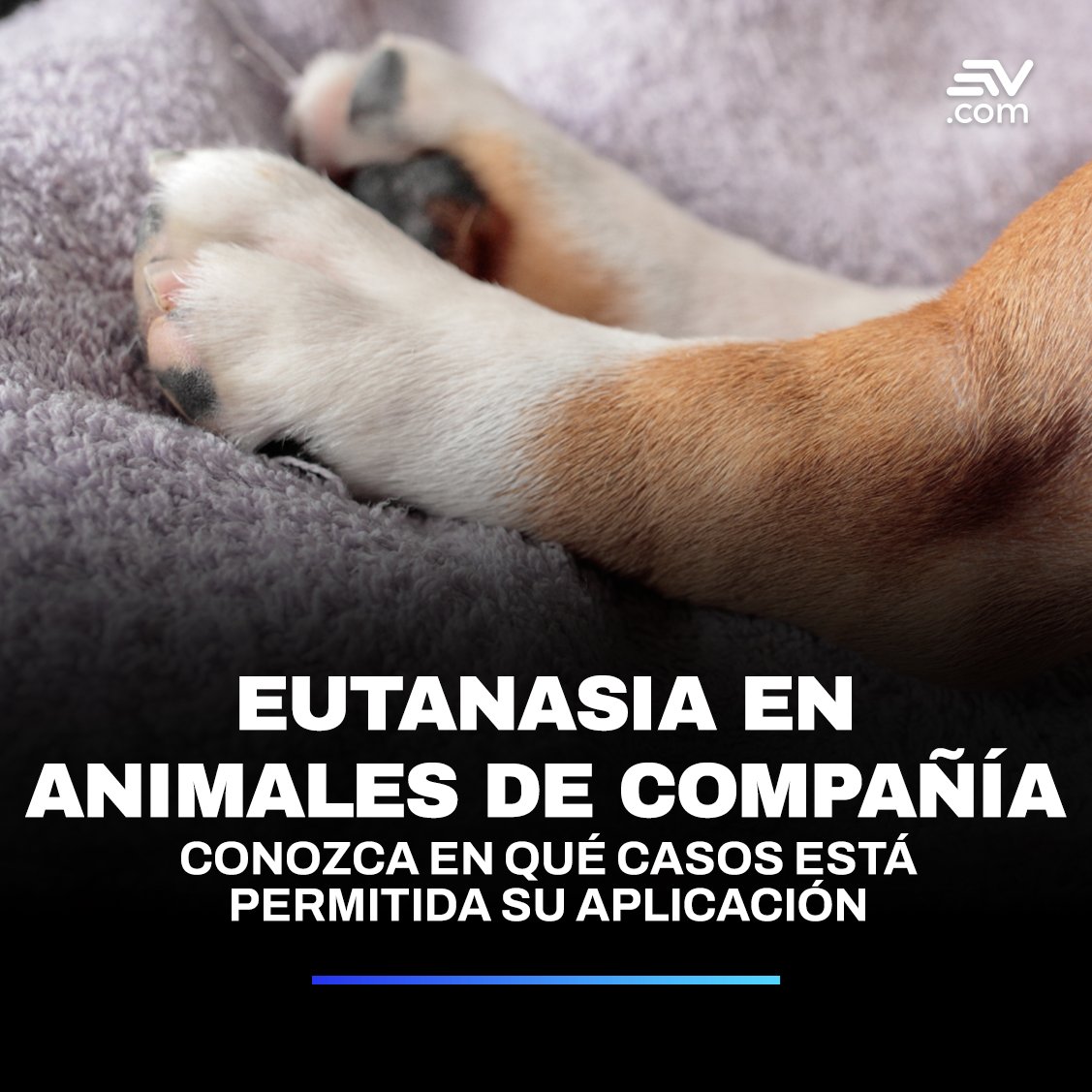 📢 En #Quito, la eutanasia se aplica 'como un acto de compasión' en animales rescatados que no pueden ser rehabilitados ➡ bit.ly/3yIOvam
