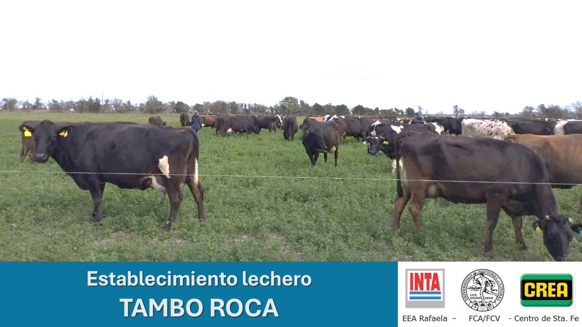 INTA Lechero tweet media