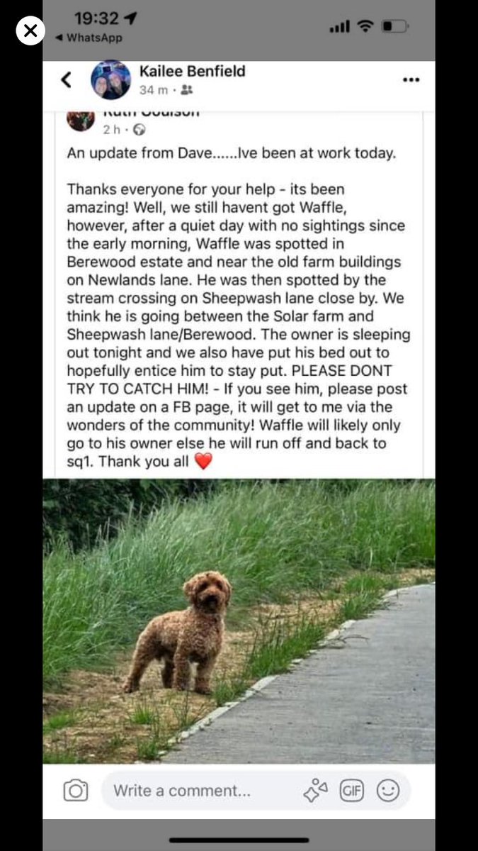 Please share - Waffle still missing - please see latest update facebook.com/share/p/jmRzCW…