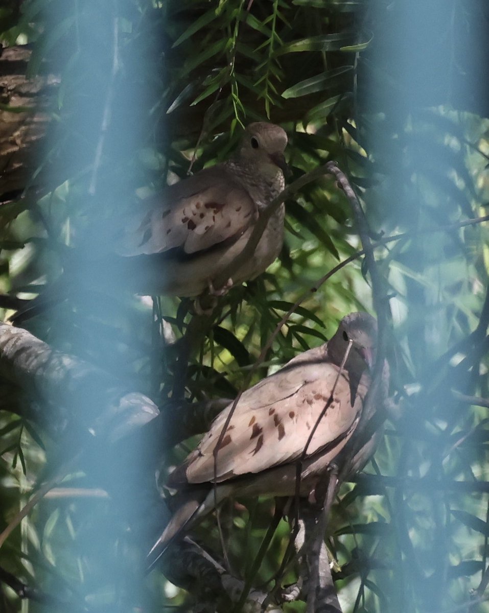 Some #StickHappens and fence bars are distracting but - somewhat rare birds just outside the yard!
A pair of Common Ground doves seen flying into a tree with a flash of rufous color on underside of the wings.🥰
Rushed to sprinkle a bit of seed where one sometimes comes into yard.
