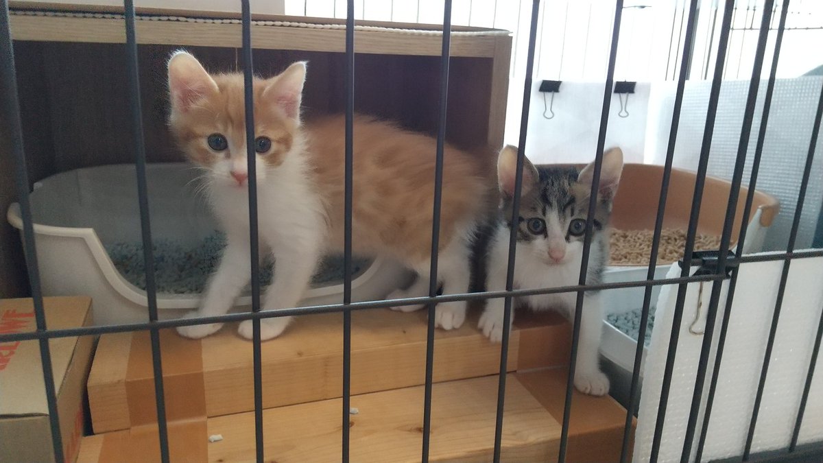 KanonMiroku's tweet photo. 🐱🐱家族が増えました❣️🍀

🐱もんじゅ(モンちゃん)三毛♀

🐱せんじゅ(センちゃん)茶白♂

🎈2024年4月14日生まれの姉弟です💕
どうぞ宜しくお願いします❣️

今後はアカウントを分けます
良ければ
@nekotokanon   ミロカノ  
フォローして頂けると嬉しいです😊🐱🐱💕
#保護猫  #日本美魔女猫協会 https://t.co/fEo620dY21