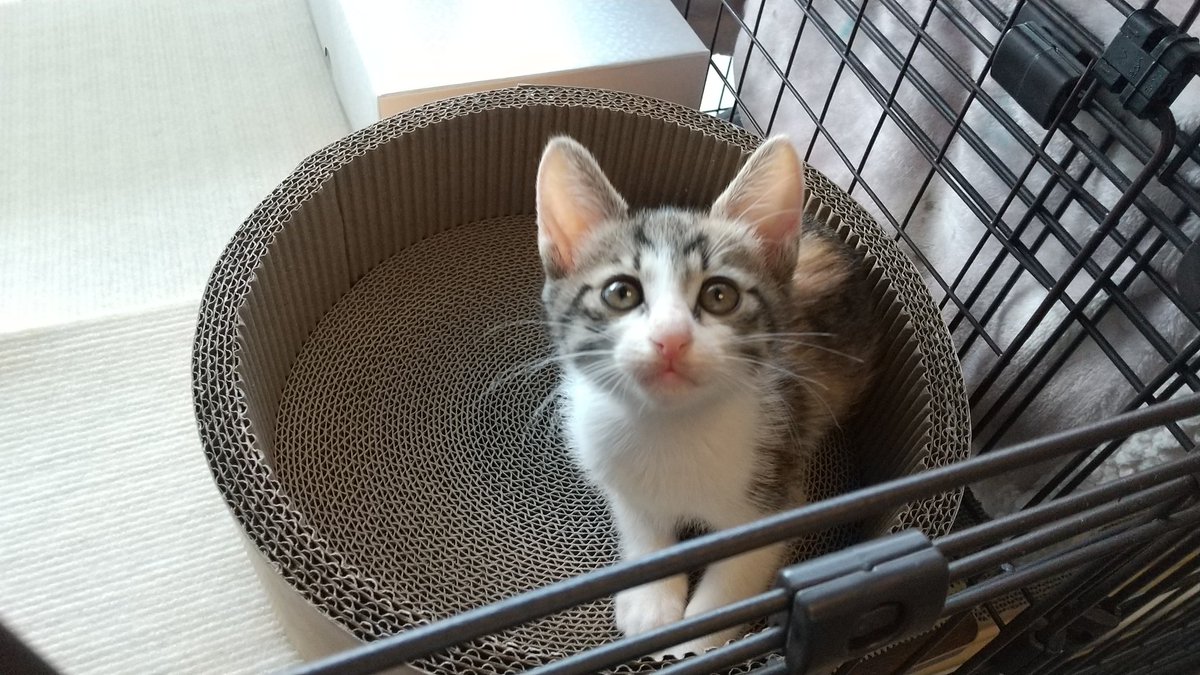 KanonMiroku's tweet photo. 🐱🐱家族が増えました❣️🍀

🐱もんじゅ(モンちゃん)三毛♀

🐱せんじゅ(センちゃん)茶白♂

🎈2024年4月14日生まれの姉弟です💕
どうぞ宜しくお願いします❣️

今後はアカウントを分けます
良ければ
@nekotokanon   ミロカノ  
フォローして頂けると嬉しいです😊🐱🐱💕
#保護猫  #日本美魔女猫協会 https://t.co/fEo620dY21