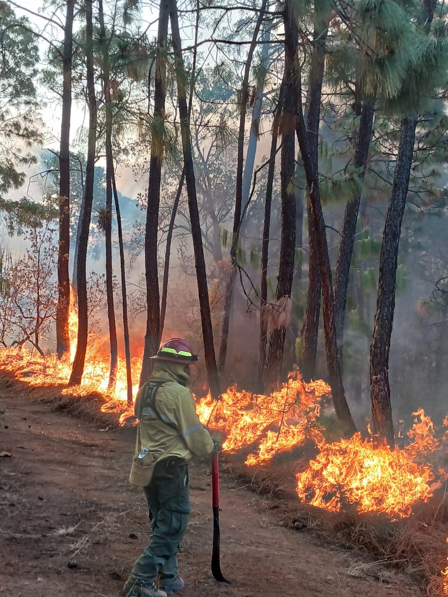 ReporteForestal's tweet photo. @CONAFOR @SemadetJal @jidelaa_opd @PCJalisco 88 bomberas y bomberos forestales de @SemadetJal, @CONAFOR, @jidelaa_opd, @PCJalisco, #CONAFOR - Municipio, #BrigadaMunicipal, #Voluntarios y #Propietarios continúan con labores de enfriamiento y extinción. https://t.co/Z4w8hhfqCc