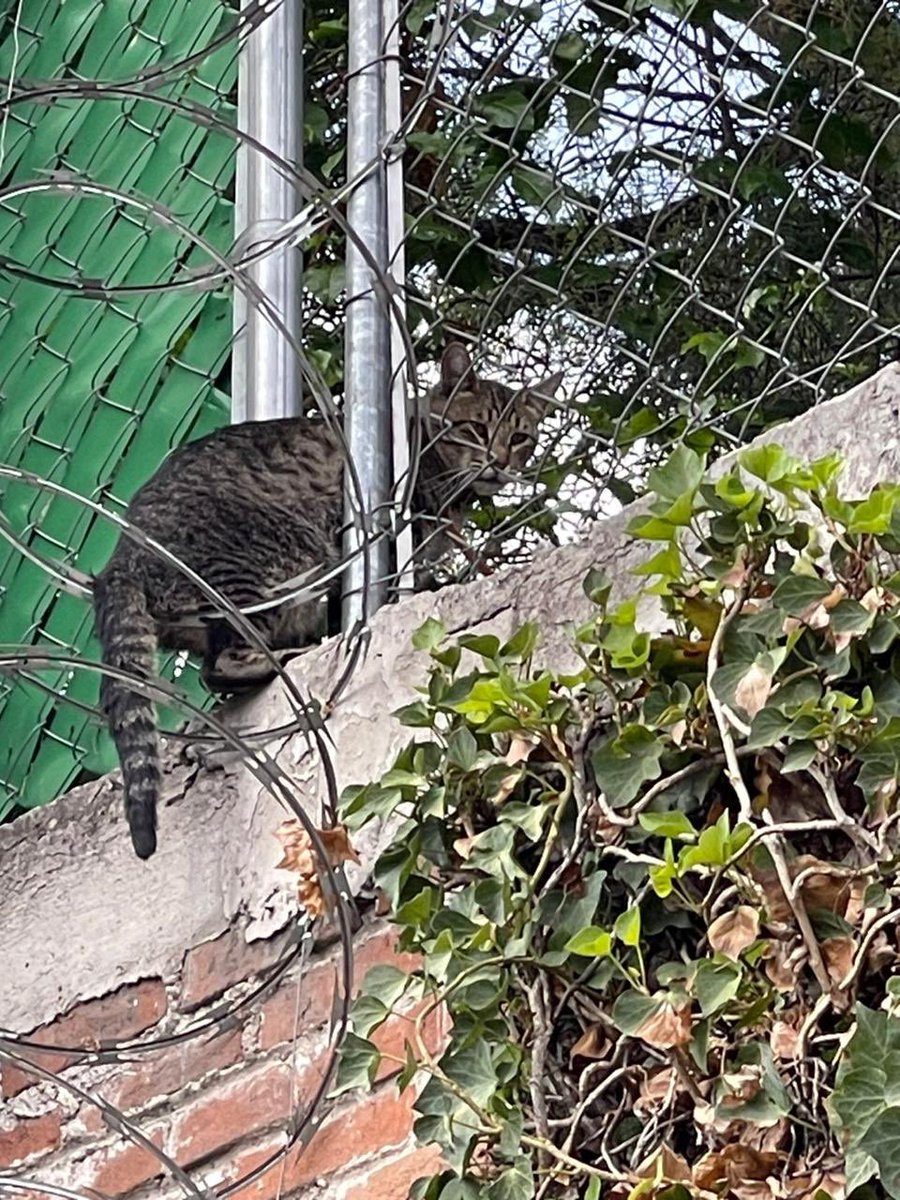basquis's tweet photo. @LasArboledasMx @LasArboledas Gato perdido, lleva todo el día en una barda del paso peatonal atrás del rio de la Castellana, no se puede bajar. Lleva un collar café. https://t.co/kovWUl9IDs