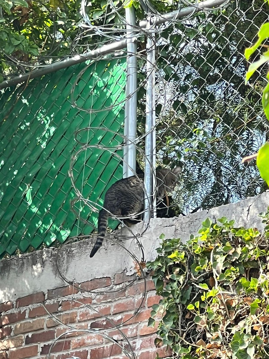 basquis's tweet photo. @LasArboledasMx @LasArboledas Gato perdido, lleva todo el día en una barda del paso peatonal atrás del rio de la Castellana, no se puede bajar. Lleva un collar café. https://t.co/kovWUl9IDs