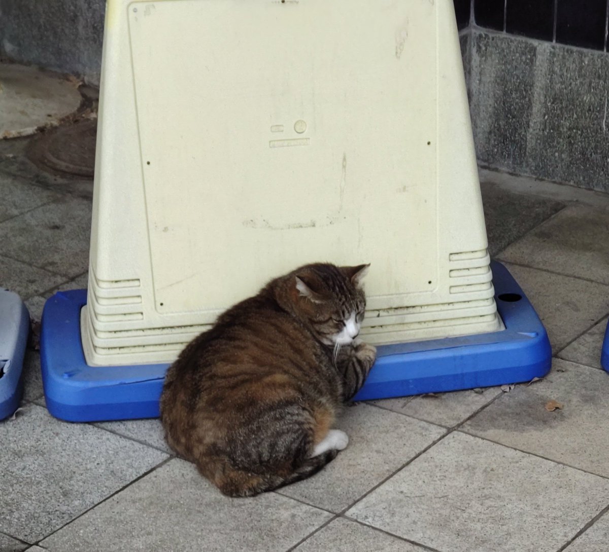 na_cy_ca's tweet photo. 駅前のねこ https://t.co/I8KKFEfEnh