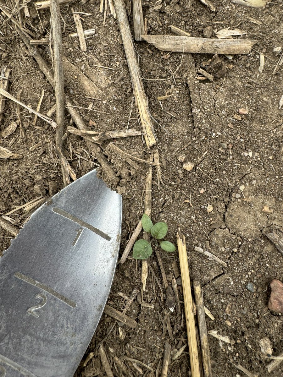 Rare find today of cutleaf nightshade (left). Black nightshade (right) is more common. Probably eastern black but can’t tell until has berries and I try hard to not let it get that big
