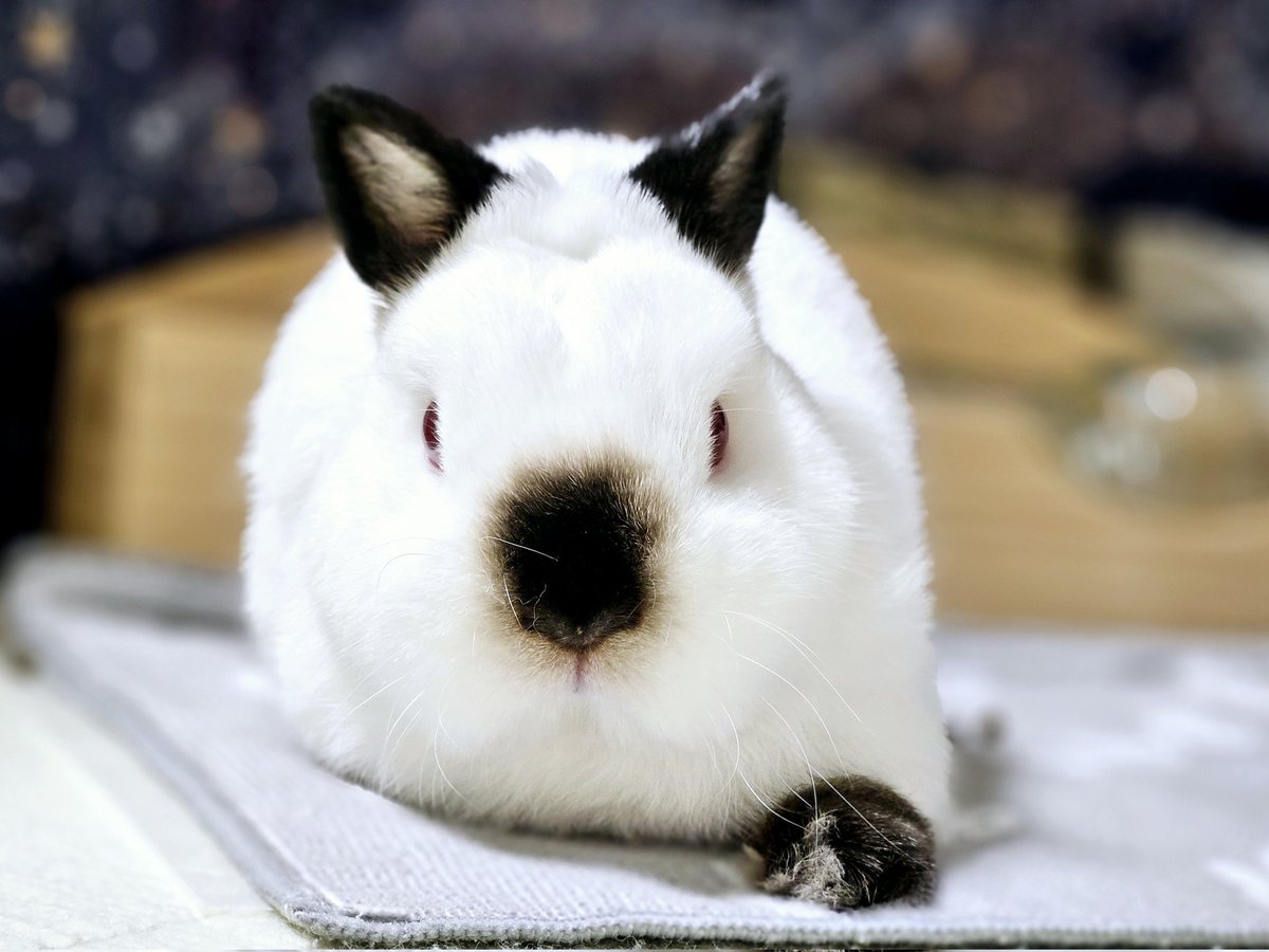 Rabbit Rabbit White Rabbit❣️
つきに いちどの おまじない🪄✨
こんげつも みんなが しあわせなまいにちを すごせますように🫶