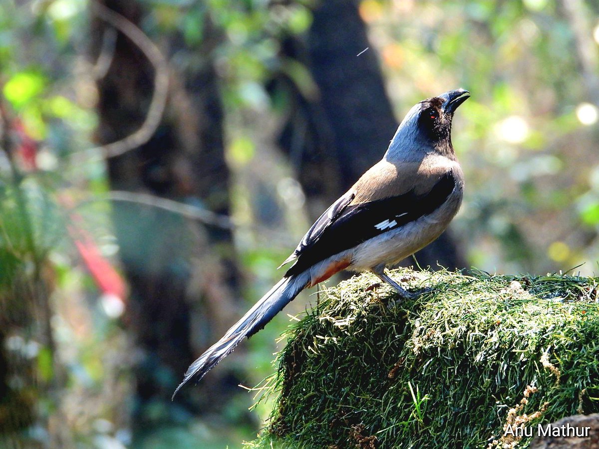 Grey treepie from #sattal #IndiAves #BBCWildlifePOTD  #BirdsSeenIn2024
#ThePhotoHour #birdwatching  @NatureIn_Focus @Team_eBird @NatGeoIndia #GoodMorningTwitterWorld @NatureattheBest #birding  #NaturePhotography @ParveenKaswan #Nikon