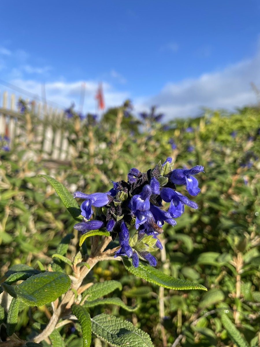 Happy June 1 from WBG - not a bad start to winter 😉 #warrnamboolbotanicgardens #winter #blueskyfreshstart