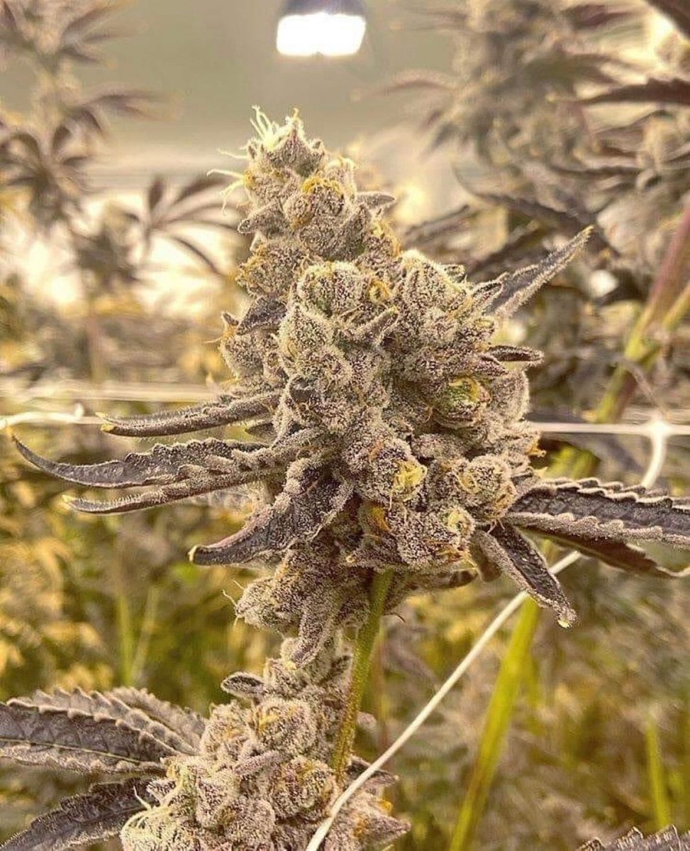 📸 Wedding cake 🎂 #week