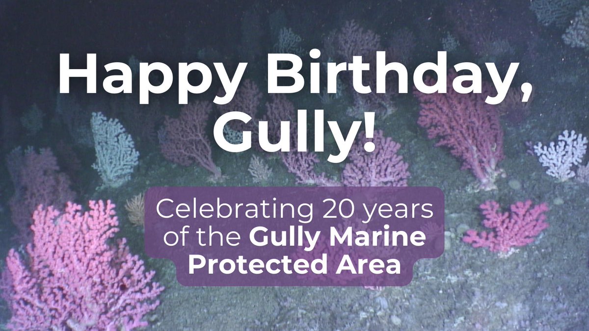 We have amazing corals off Nova Scotia ! Protecting these ecosystems means more healthy fish habitat, plus really cool ocean creatures. #GullyMPAat20 <a href="/DFO_MAR/">DFO Maritimes</a> <a href="/DiLebouthillier/">Diane Lebouthillier</a> <a href="/Oceans_North/">Oceans North</a>