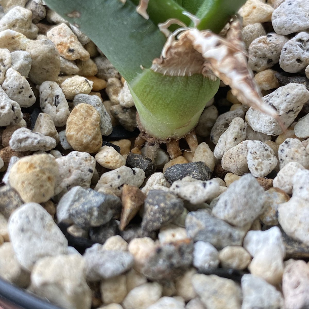 plants_y's tweet photo. Agave titanota "大白鯊"
子株販売します🌱
サイズ:約3.5センチ
PR:この親株からの第一子👶下葉が枯れてますが【発根済み】で、葉がどんどん展開＆太ってきているので育成良好👍Lize産🇹🇼
大切に育ててくれる方、ご興味ある方いらっしゃいましたらDMください👨🏻‍🌾
#アガベ #アガベドナドナ #子株販売中 https://t.co/eGFDebPJcL