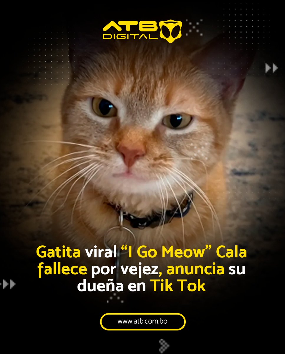 Cala era una gatita naranja que se volvió viral en TikTok e Instagram por su forma particular de maullar. La gata naranja viral llamada Cala, conocida popularmente como la gata 'I go meow', falleció debido a la vejez, anunció su humana Elizabeth en un video de TikTok. #ATBDigital