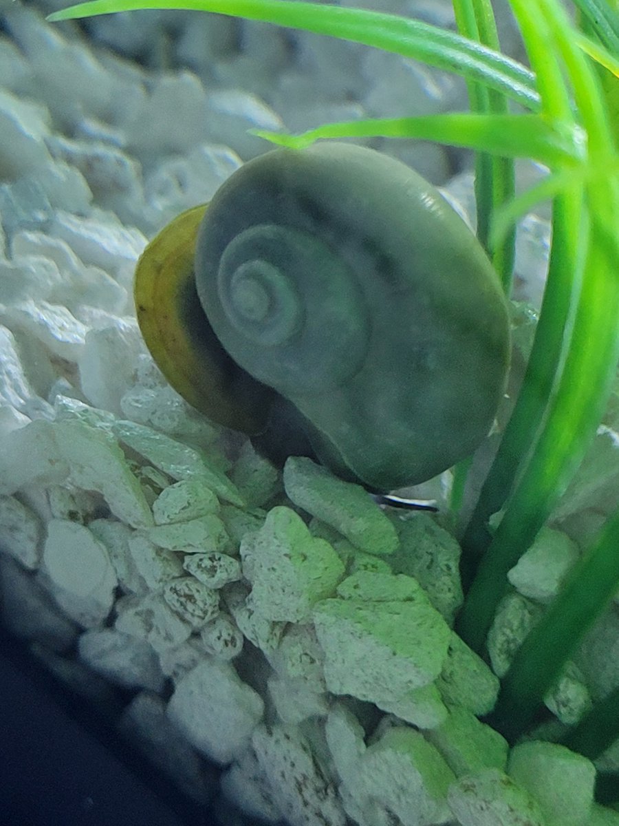 DawnP2002's tweet photo. We added two mystery snails in the baby guppies tank (yes one of my female guppies was pregnant). Blue one's name is Jerry and striped one's name is Stripe. #snails #guppies https://t.co/RA74C7wrpv