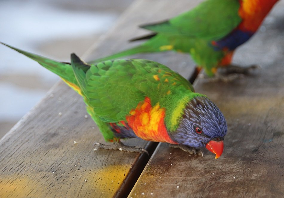 KennedCafe's tweet photo. Some local Lorikeets at Bellambi Beach, inviting themselves to my picnic table - where I'm having lunch, on my south coast bike ride https://t.co/UcRGjuinLH