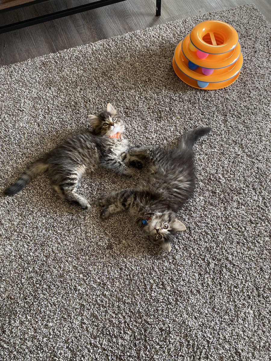 Sometimes I just stare at them for hours while my brain processes how FUCKING CUTE MY BABIES ARE