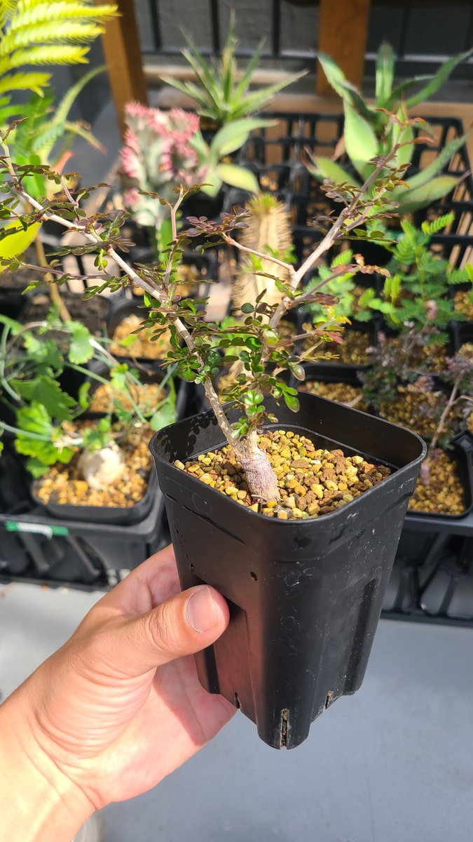 根差しのパキプスがめちゃくちゃいい感じ