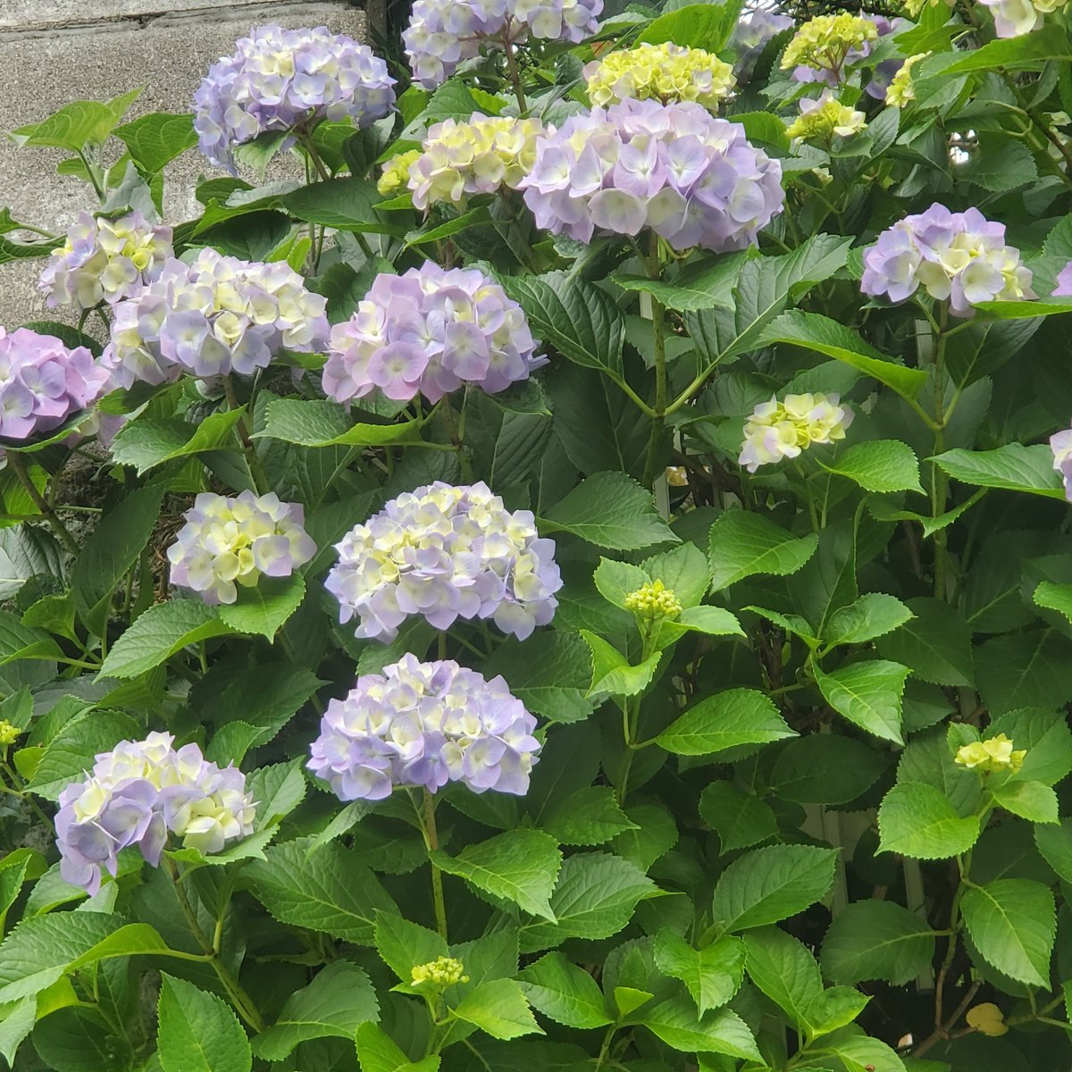 おはようございます☀️紫陽花の季節🌫️隙間の晴れに洗濯しとかねば👕昨日の🎹レッスンで半世紀ぶりにカスタネット打ちました⭐️そして強拍弱拍の他に上拍下拍と言う呼び方があることを知りました。音楽用語ってバリエーションが多いですよねぇ😵