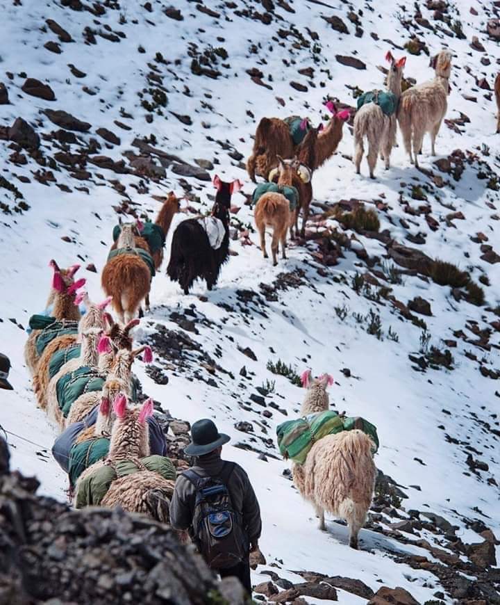incaterraperu's tweet photo. PERUVIAN ANDES 🏔, SO MUCH NATURE AND CULTURE #Llamas 🦙 #cuscoperu  🌄🇵🇪

 Peru is one of the most diverse countries in South America.  The Andes mountain range and the Pacific coast bring together the most significant historical and natural attractions
📸: Créditos al autor 🥇 https://t.co/EPux9G8s03