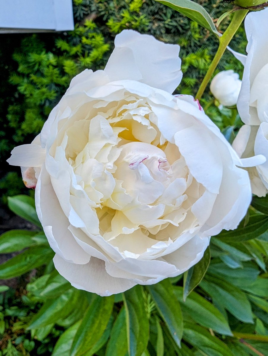 The peonies blooming ☀️ #peony #flowers #photo