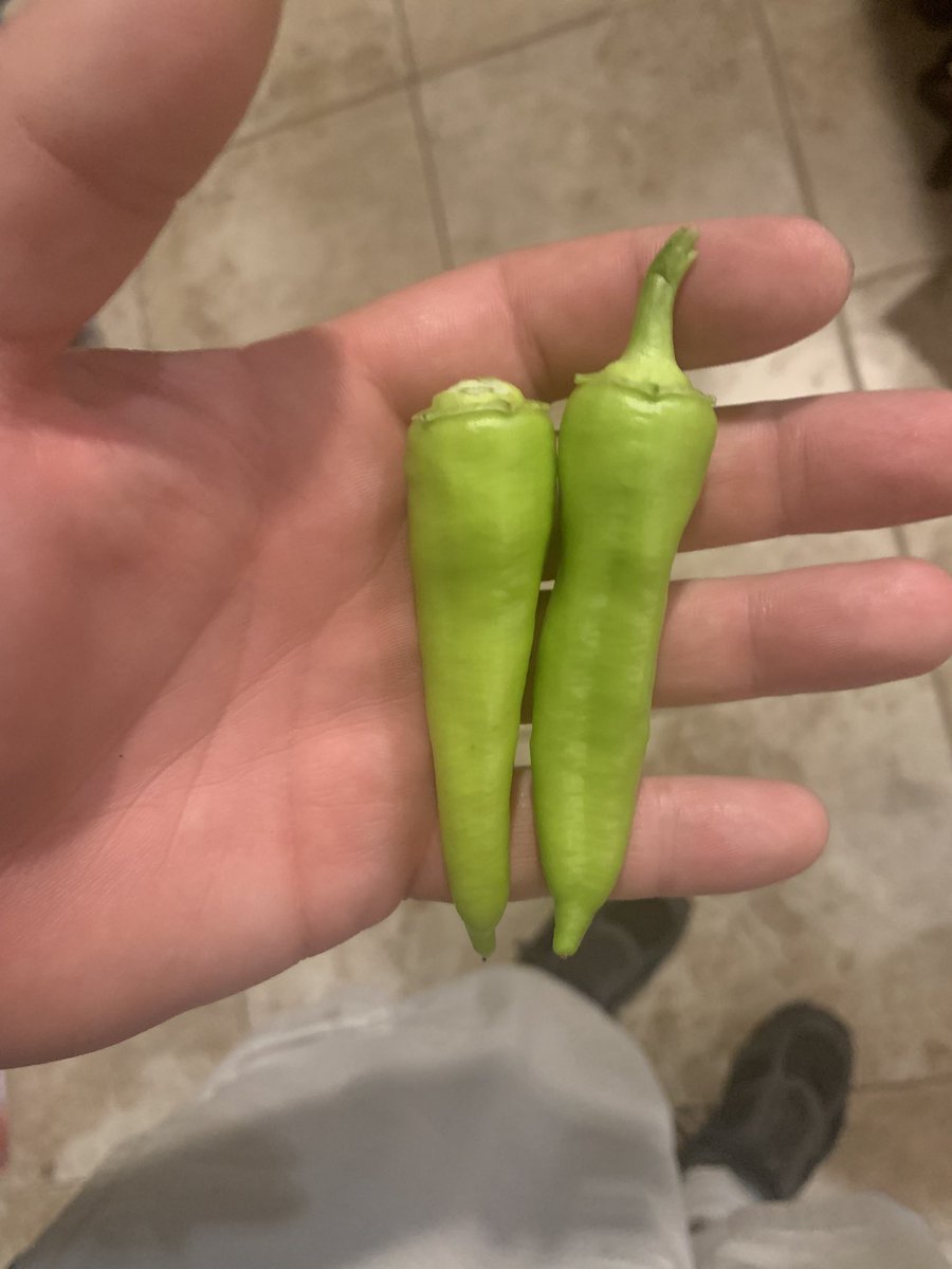 PJmountexplorer's tweet image. Today from my garden. Also, two green beans not pictured because I ate them immediately.