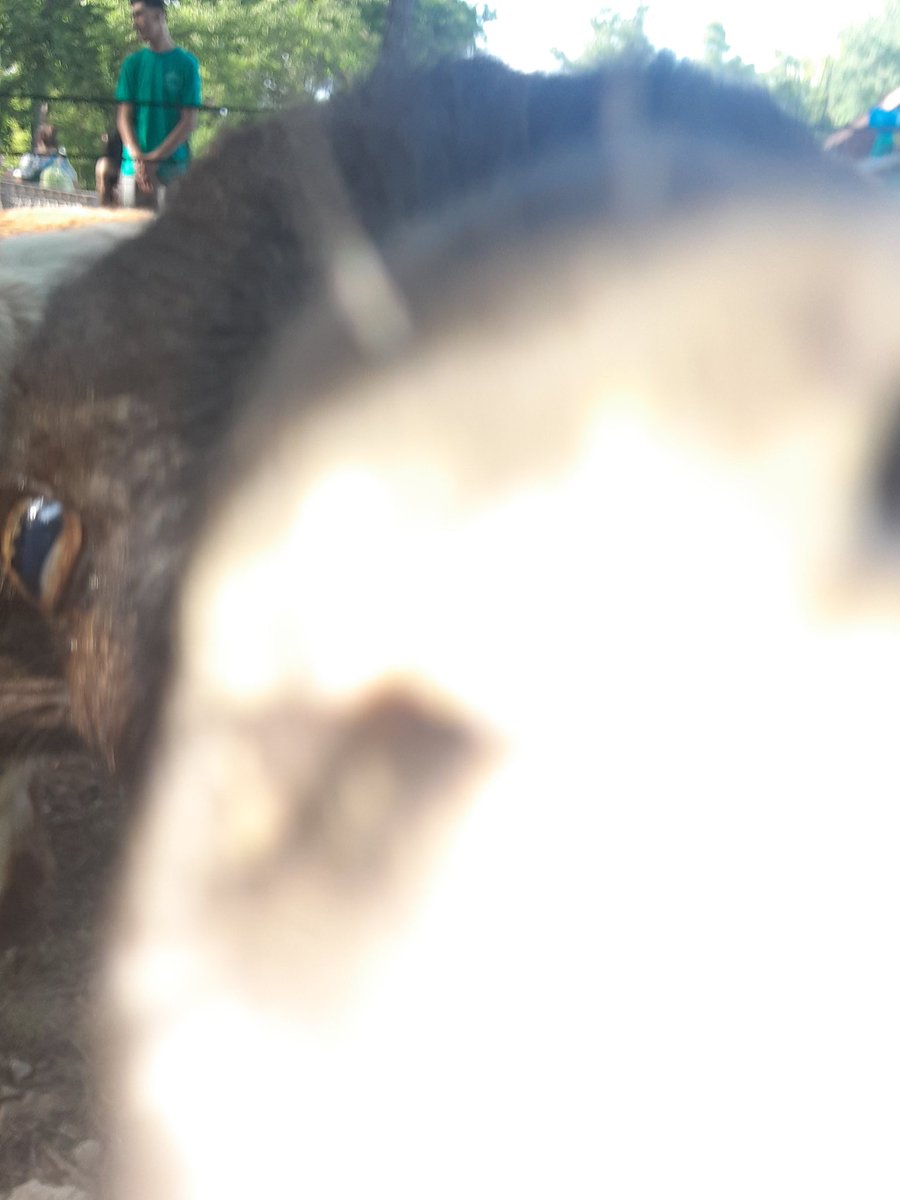 lil blud tries to take a selfie himself 😭🗣 (worse)
#goat #goats #babygoats #babygoatsofinstagram #goatsofinstagram #twitter #instagram #funny #fun #meme #selfie #entertainment #irl #real #reallife #photos #viral #popular #popularpic #pic #pictures