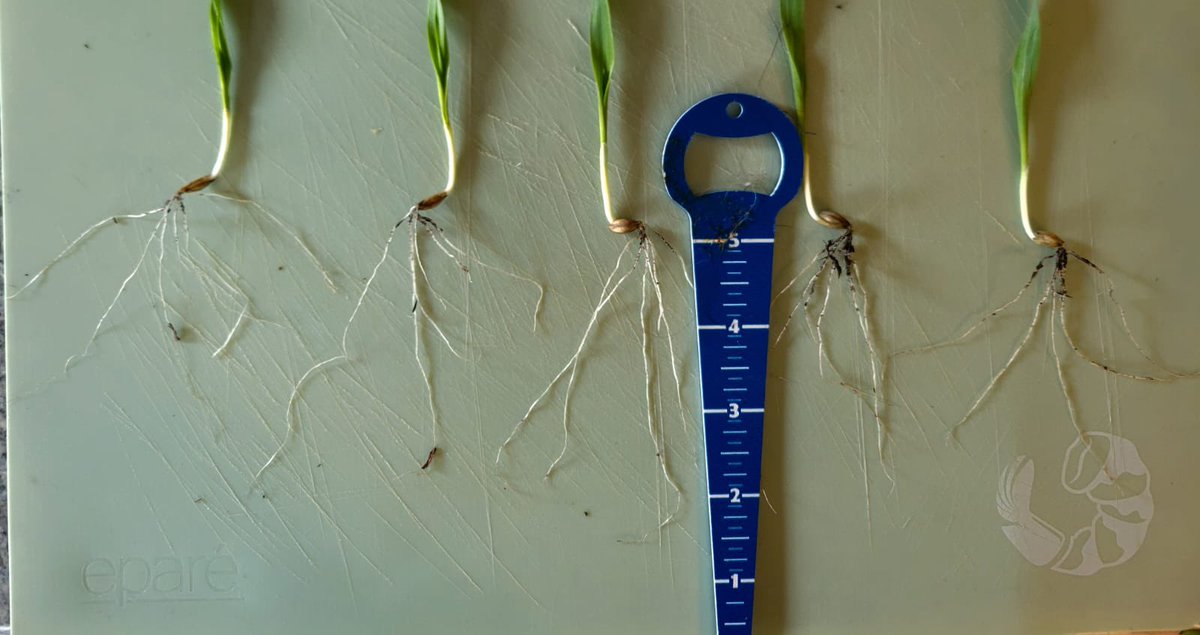 Matthewmophead's tweet photo. How Friday nights have changed! #TopPhos #TimacAgro #Itshardtogohome #Incroptime #Biostimtalks #Enhancinggrowth https://t.co/qkdkiZgUgG