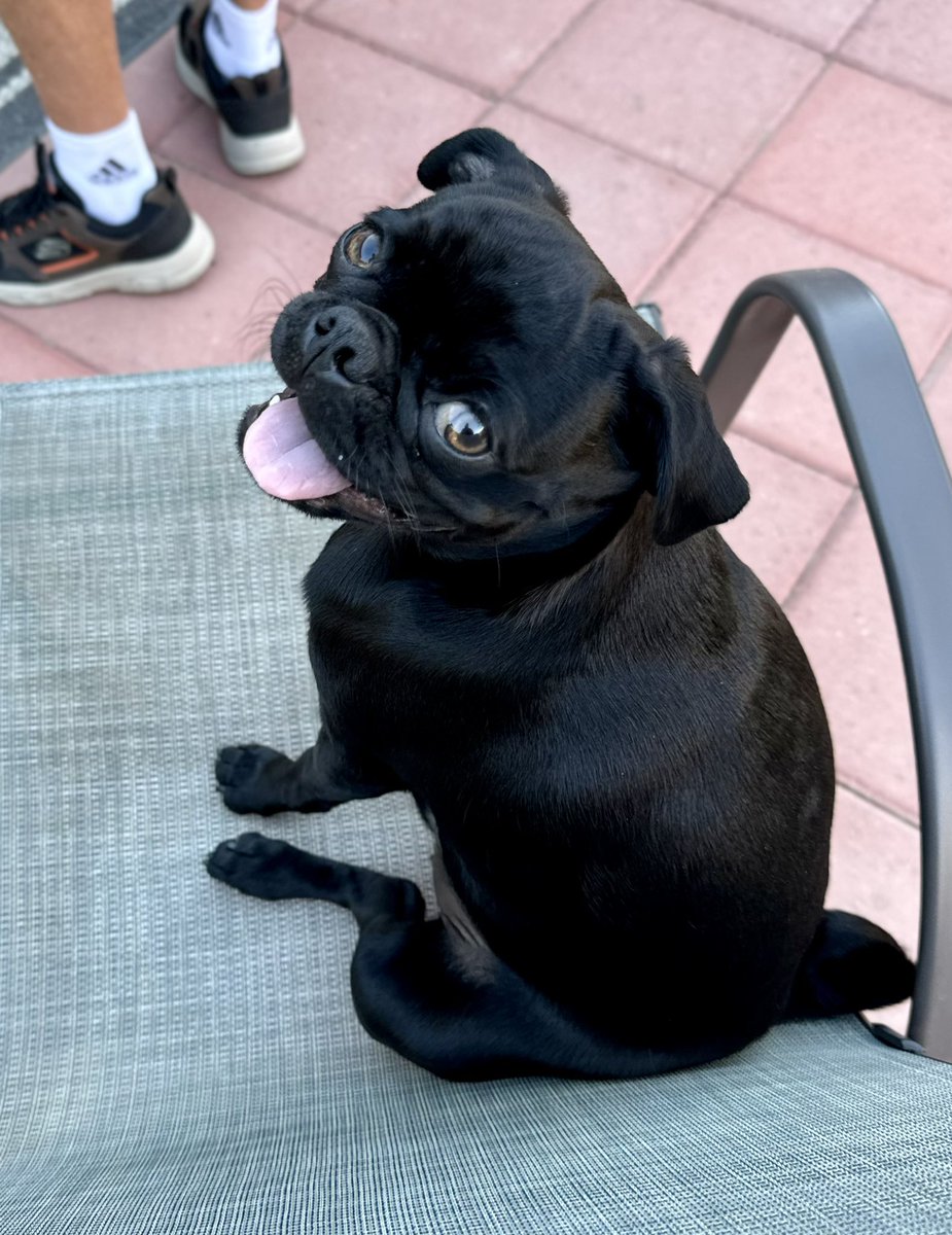 CocothePug2 tweet media