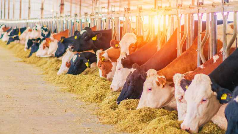 China's 'beef' with Aussie exports appears over. Find out which stocks could benefit here: ausbiz.co/3X2ZXI3 #ausbiz #agriculture #beef #china