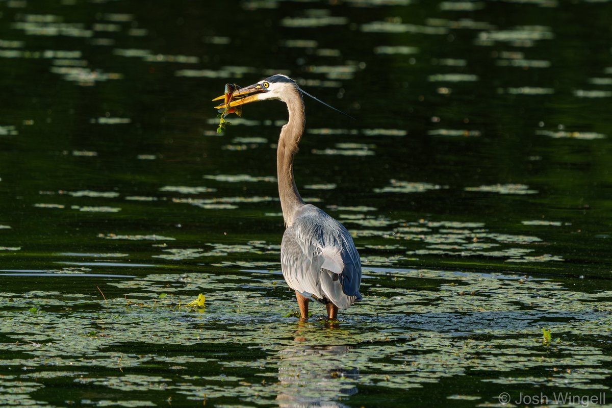 I caught this heron spearing its dinner at Institute Park this evening! Did you know that herons spear fish with their bills? I didn’t! Surprised the heck out of me when I saw it!

#photography #birds #wildlife #sonyalpha