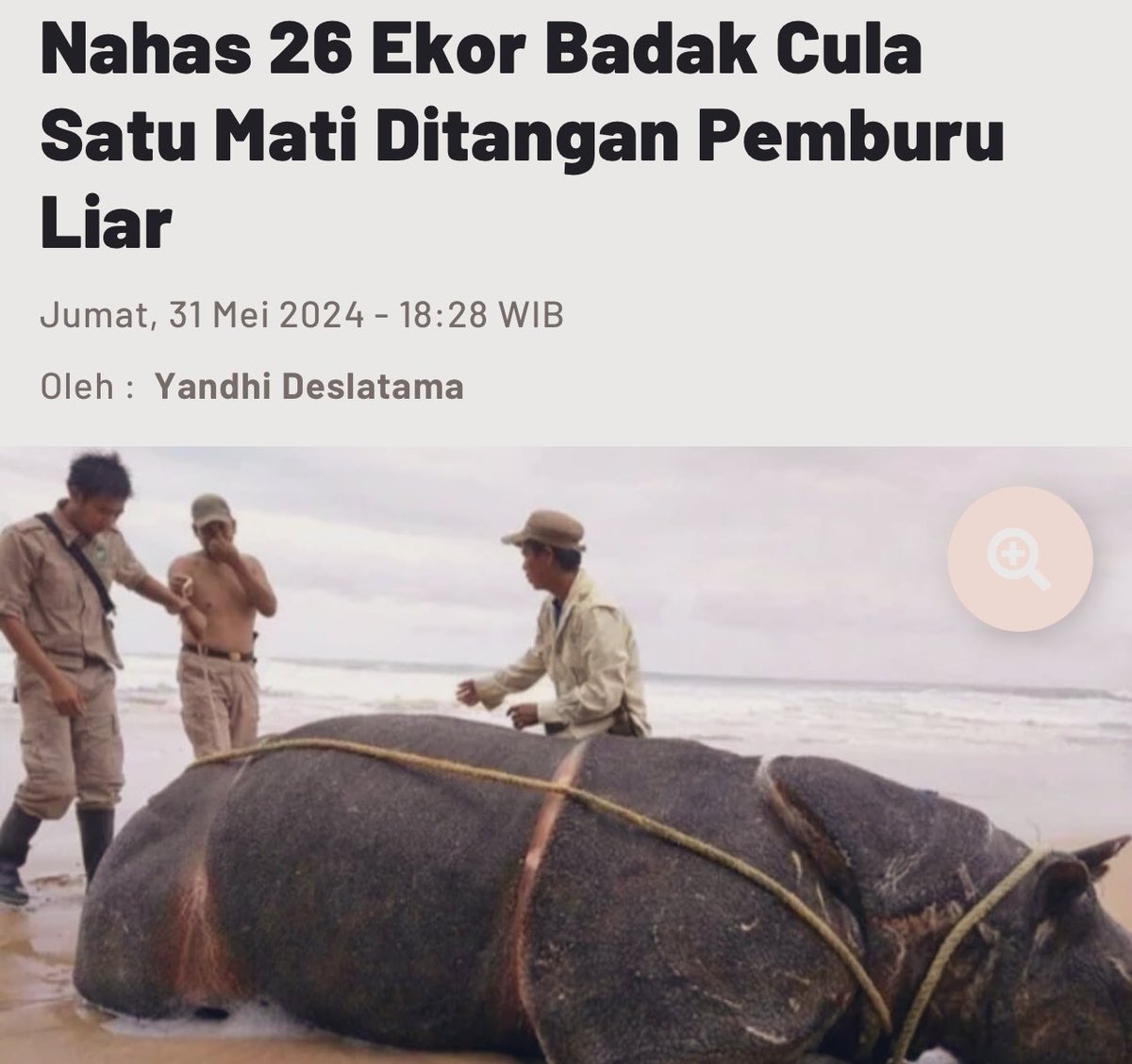 13 poachers have slaughtered 26 Javan rhinos in Ujung Kulon national park, Java, Indonesia. This number may represent half of the Javan rhino population. The horns are sold on the international black market. 

These majestic giants are being decimated, on the brink of extinction.